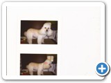 Poodle