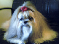 pet grooming