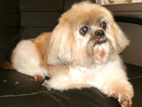 dog groomers